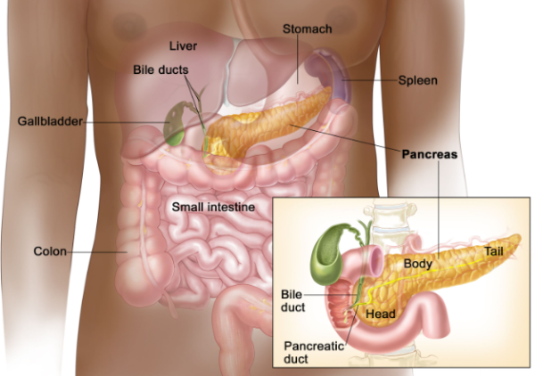 Demystifying Pancreatic Cancer: What You Need to Know