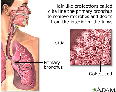 Unveiling the Importance of Cilia in Respiratory Health