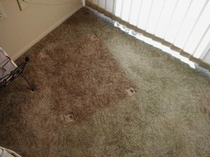 Understanding Shading vs. Color Fading in Carpets