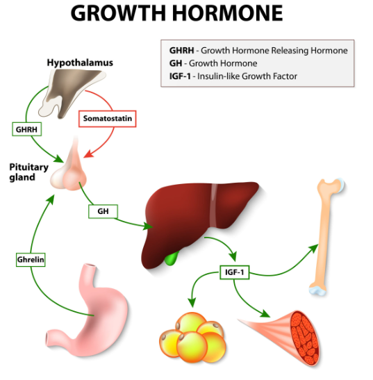 Understanding the Underlying Causes of Growth Hormone Deficiency