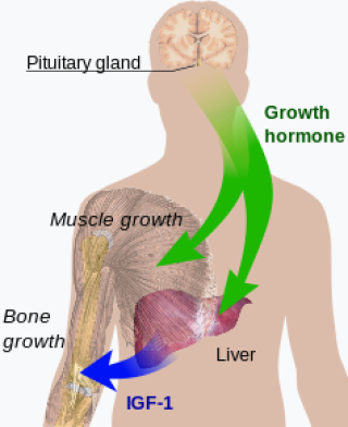 Exploring the Compatibility of Human Growth Hormone (HGH) Supplements with a Low-Carb Diet for Weight Loss