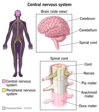 Demystifying the Central Nervous System: Understanding Its Vital Functions