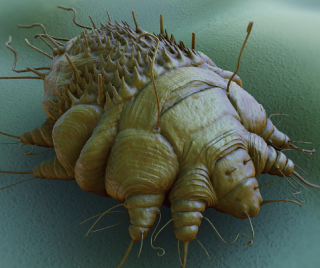 Unraveling the Mystery - The Agonizing Itch of Scabies