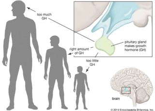 How soon could I expect to notice a change in human growth hormone?