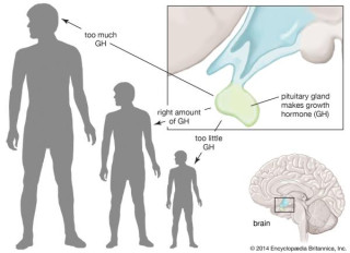 Preparing for Growth Hormone Treatment - What to Share with Your Doctor