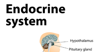 Understanding the Symptoms of Endocrine Cancer: A Comprehensive Guide