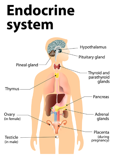 Understanding the Symptoms of Endocrine Cancer: A Comprehensive Guide