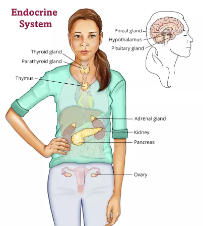 What are the side effects of treatment for Endocrine Cancer?