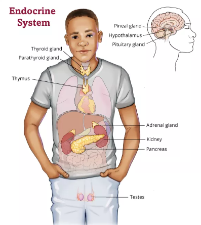 What are the side effects of treatment for Endocrine Cancer?