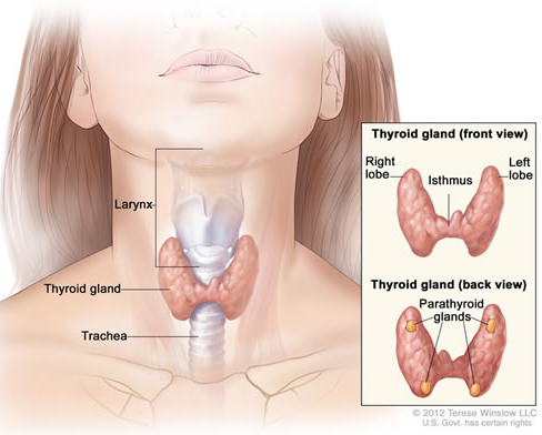 What should I ask my doctor when diagnosed with thyroid cancer?