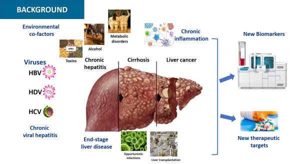 Unraveling the Connection: Viral Hepatitis and Liver Cancer Risk