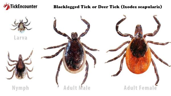 Unveiling the Role of the Deer Tick in Lyme Disease Cases