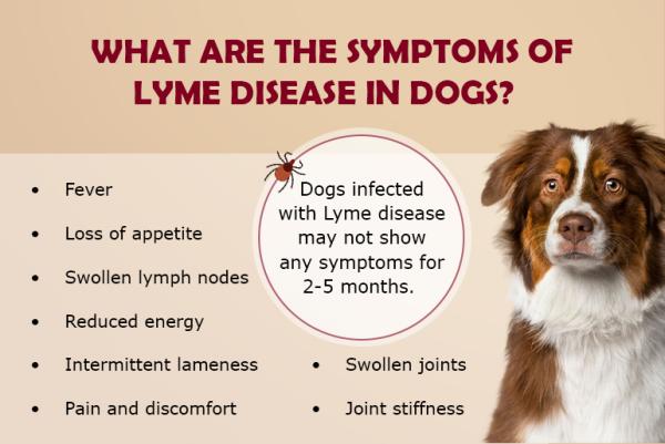 Lyme disease in domestic animals