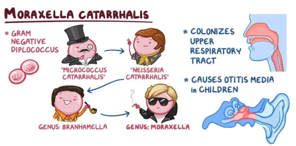 Can you do a culture to find out what bacteria are causing sinus infection?