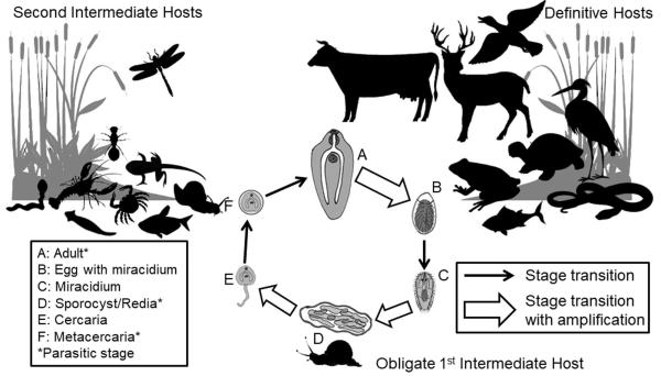 The Intriguing Role of Birds and Mammals in Parasite Life Cycles