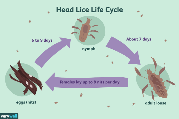 Tips to Prevent Recurring Head Lice in Your Baby