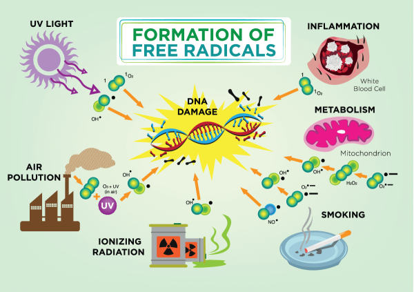 Understanding Free Radicals and Their Impact on Your Skin